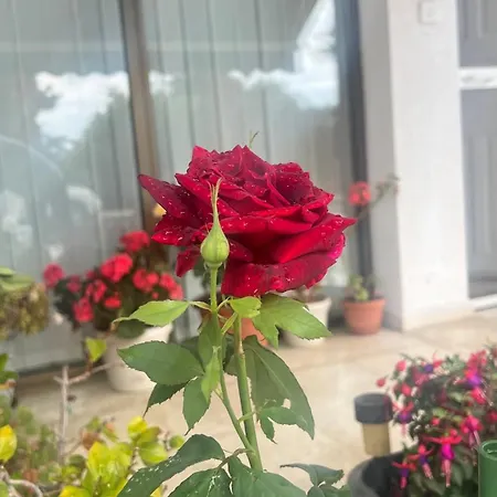 My Little Patio *